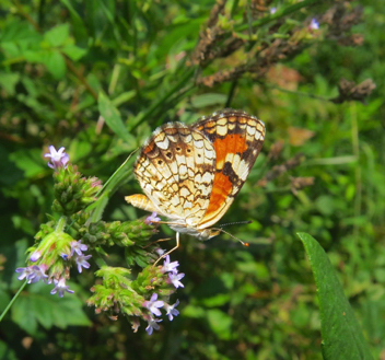 Phaon Crescent